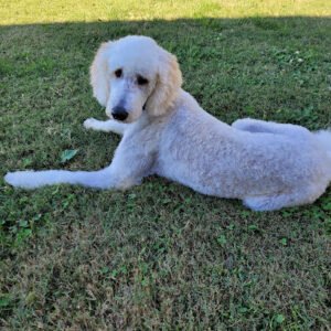 Deuce Bruce’s Doggie Day Spa