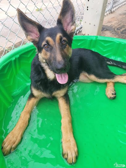 Astro Kennels 2
