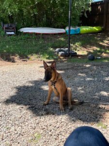 Mud Creek Kennels & Retrievers