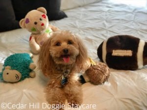 Cedar Hill Doggie Staycare, LLC.