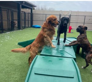 The Wag Social