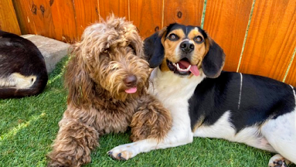 Nashville Pet Spa