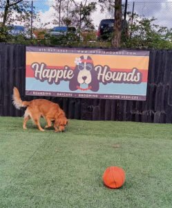 Happie Hounds