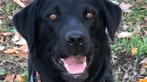 Bones n Belly Rubs Doggie Daycare and Pet Boarding