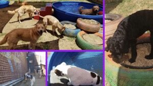 Mutt Island Dog Daycare, Grooming, Extended Stay & Training