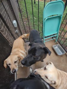 Collierville Canine Club