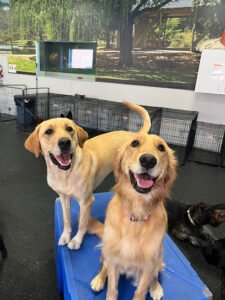 Dogtopia of Bearden-Knoxville