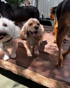 Paw Pals Inc. Franklin