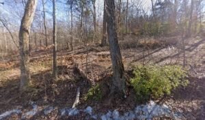 Chattanooga Dog Walking and Pet Sitting