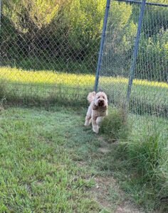 Tammy’s Boarding