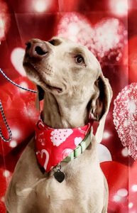 Bow Wow Bunkhouse Daycare-Boarding-Grooming