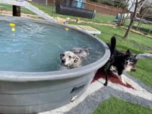 Sonya’s Doggy Daycare & Boarding SDD&B