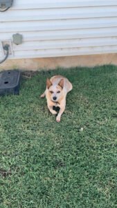 Diamond D Kennels