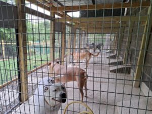 Kingdom Pet Boarding