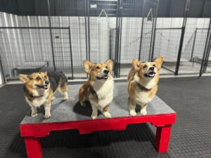 Turbo Dawgz, LLC Dog Boarding, Daycare & Playground