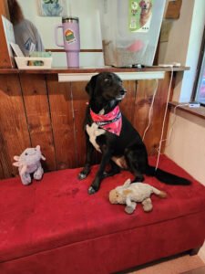DMB Pampered Pets