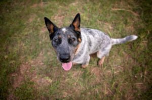 Olive Branch Dog Boarding and Daycare