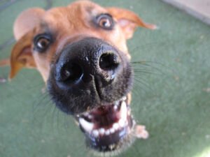 the Boozy Bark