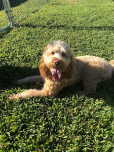Happy Tails Doggy Daycare & Boarding
