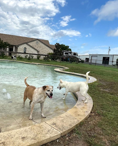 DogJoy