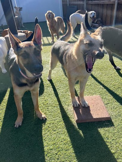 Canine Republic