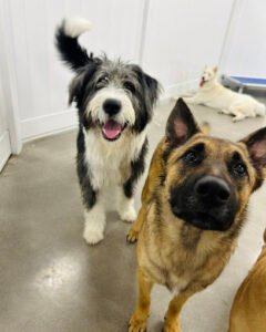 Hounds Town – Little Elm