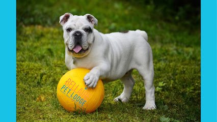 Memorial/ Bellaire Pet Lodge