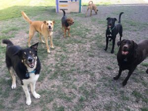 Planet Canine, LLC