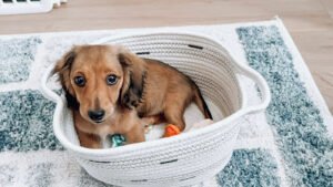 Dream A Dream Dachshunds
