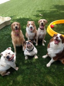 Prancing Paws Doggie Daycare