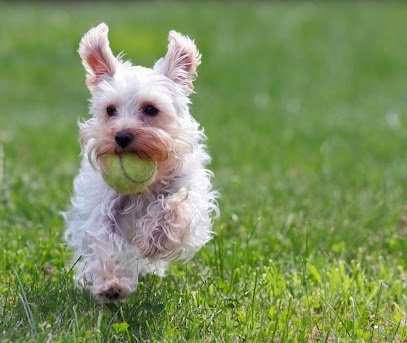 Country Club for Dogs