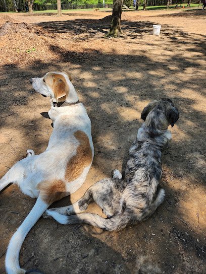 Canine Fitness Camp
