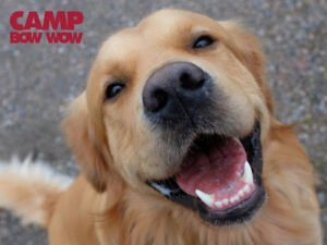 Camp Bow Wow