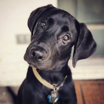 Doggy Bizz