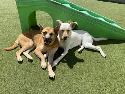 Dogtopia Houston Galleria