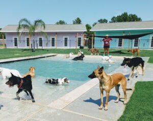 Playful Pawz – A Canine Pet Resort