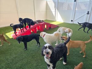 Camp Bow Wow