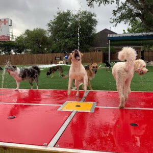 Houston Bark Park and Daycare