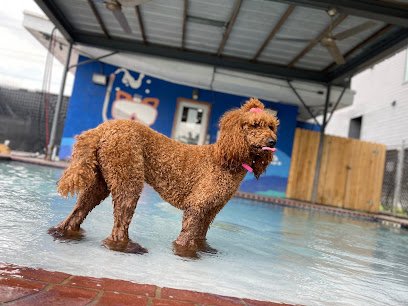 Yuppie Dog