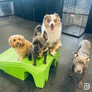 Dogtopia of Atascocita