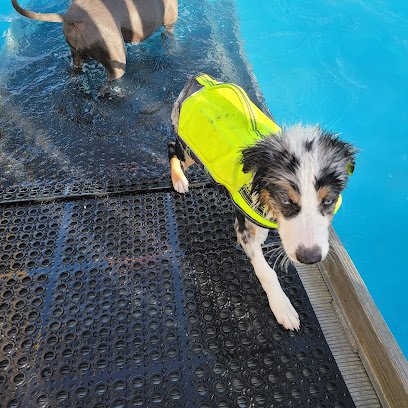 Doggy Day Out