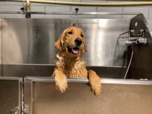Houston Bark Park and Daycare