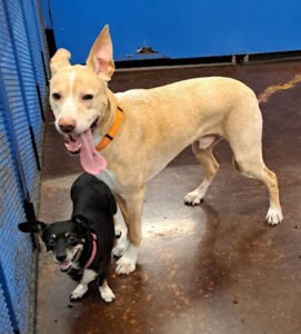 Furkids & Friends