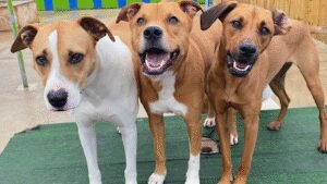 Kara‚Äôs K9 Retreat For Small Medium and Large Dogs