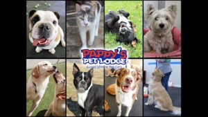 Pappys Pet Lodge – Rockwall