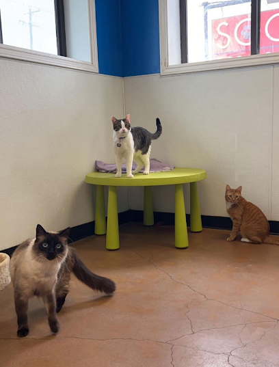 SOCO Pet Lounge