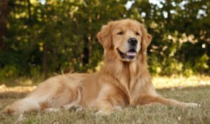 Abby’s Dog Ranch