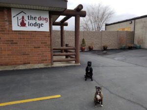 The Dog Lodge