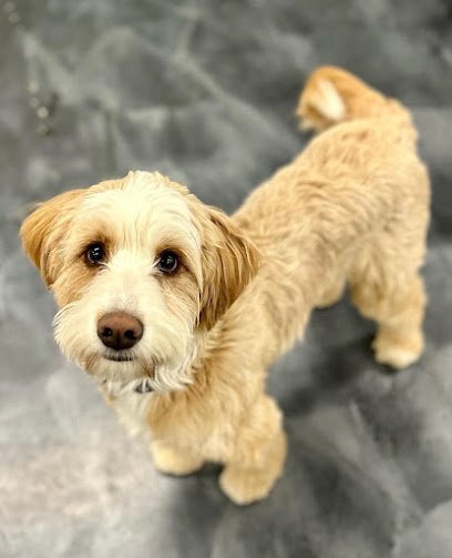 FETCH Daycare and Overnight