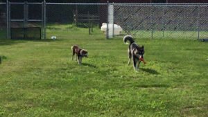 Dogs Day Out: Dog Daycare